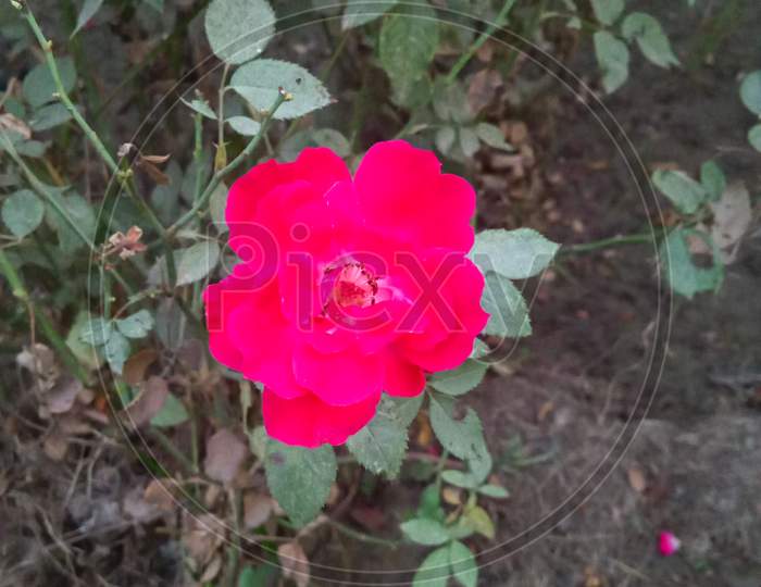 Red Rose In The Bushes.