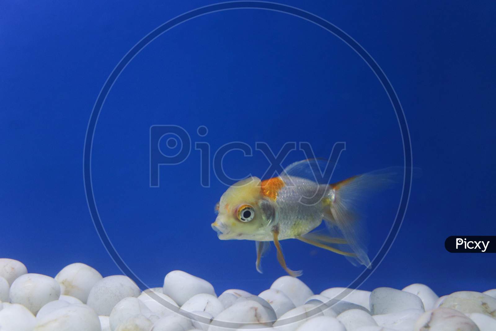 Red Cape Goldfish In A Big Empty Tank