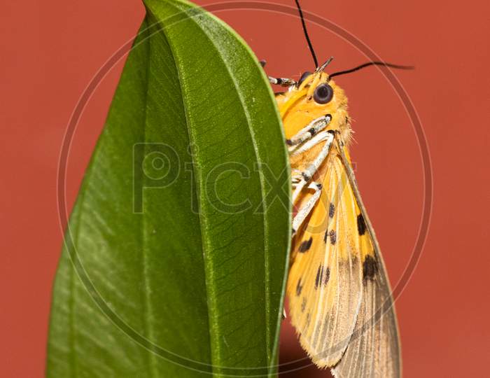 Asota Products Moth In A Green Leaf