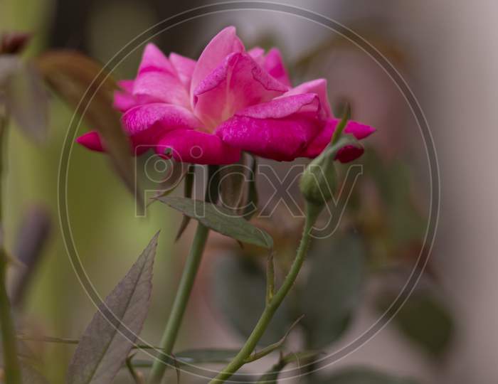 The Petals Of The Indian Rose Also Commonly Known As Desi Gulab. Selective Focus.