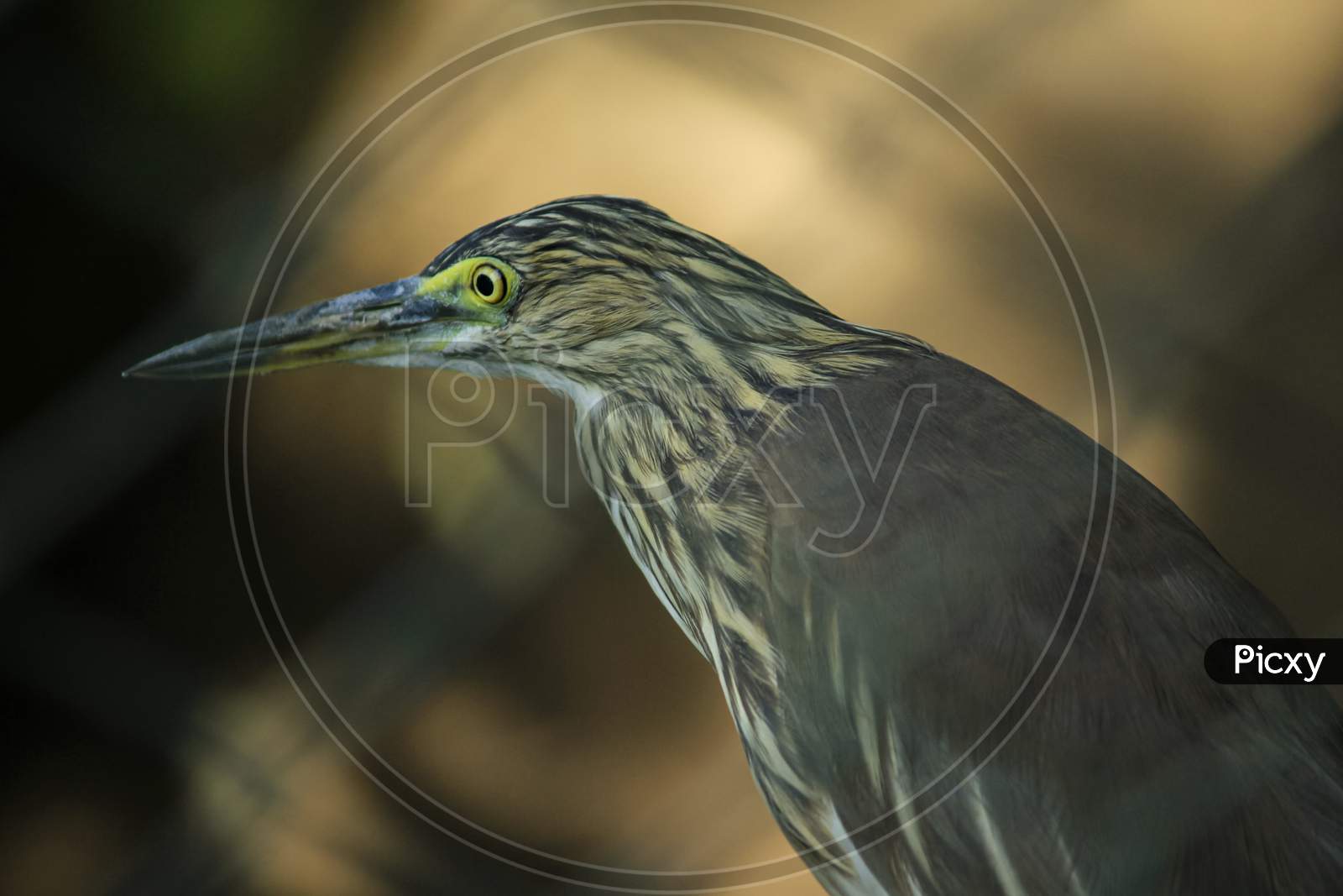 Indian Pond-Heron - Ardeola Grayii, Beautiful Brown And White Heron From India