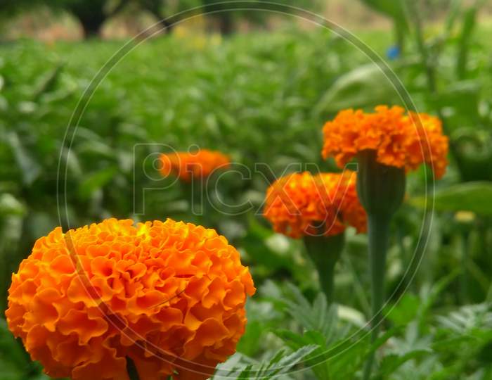 orange flowers plant