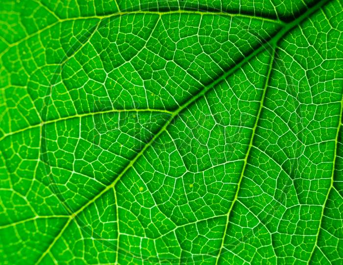 Beautiful Texture Of A Leaf