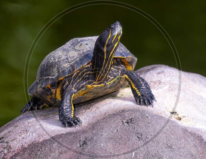 Florida Painted Turtle