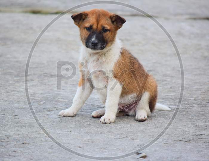 a street dog puppy on indo bangla border