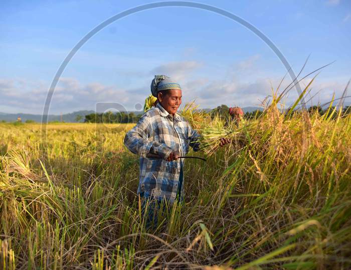Woman harvests paddy in a paddy field in Nagaon District of Assam  on oct 30,2020
