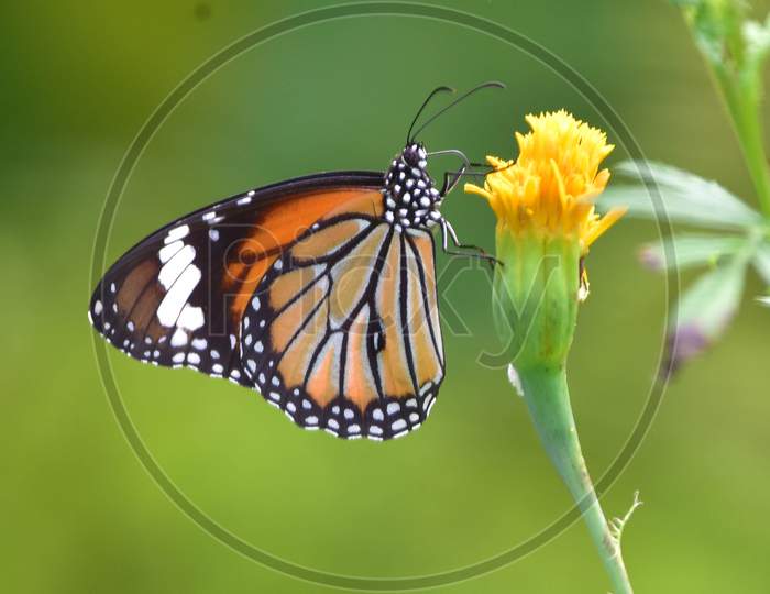 A  Butterfly seen collecting nectar from a flower in a Park near Koliabor in Nagaon District of Assam on Oct 31,202