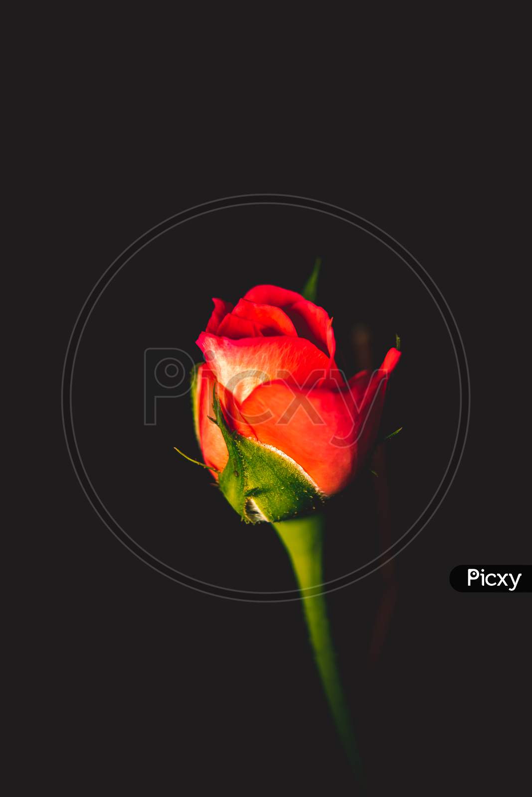 Single Red Rose Flower Isolated On Black Background, Symbol Of True Love.