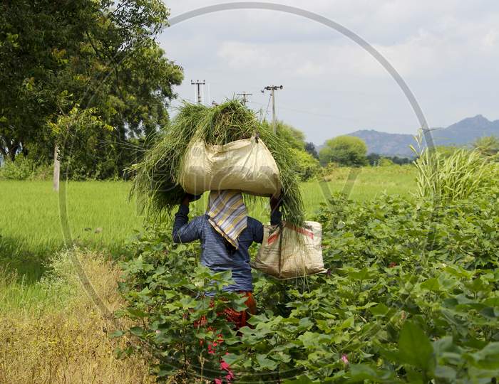 Women carrying grass on the head in agriculture field
