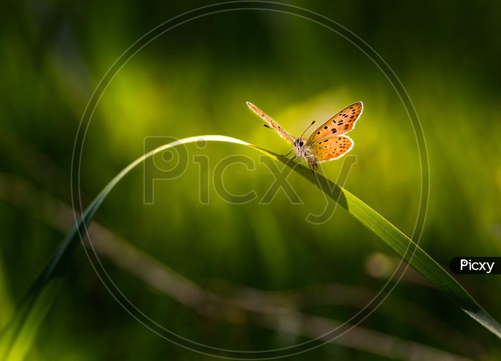 Beautiful Butterfly Sitting On Grass Leaf