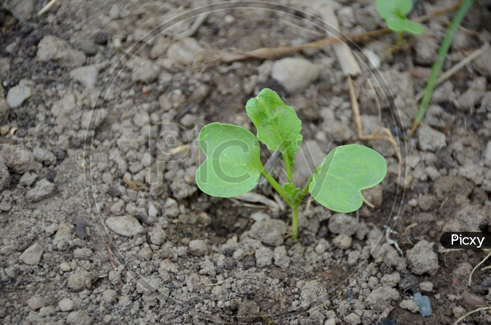 The Small Ripe Green Spinach Plant Seedlings In The Garden.
