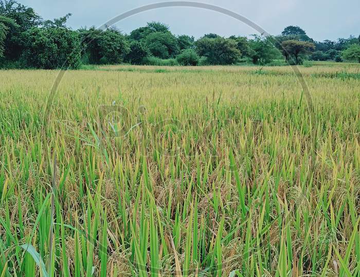 Rice farming