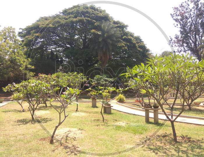 Botany at Bangalore