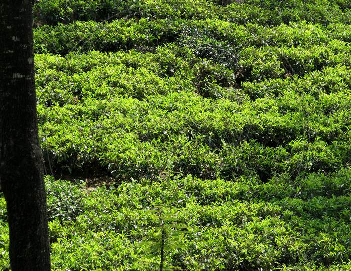 Indian Tea Garden Landscape