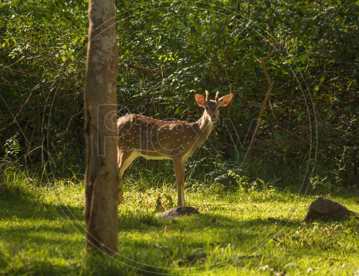 A Cute view of a Deer photographed in the Midday deep inside the  Kabini Jungles near Mysuru in Karnataka/India.