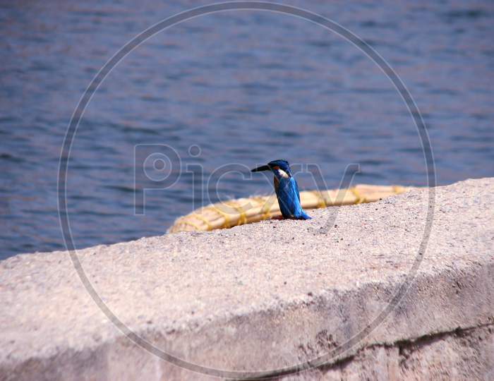 Kingfisher Sitting On Boudary Wall On Seaside