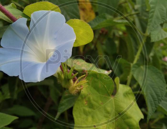 Blue flower mobile photography