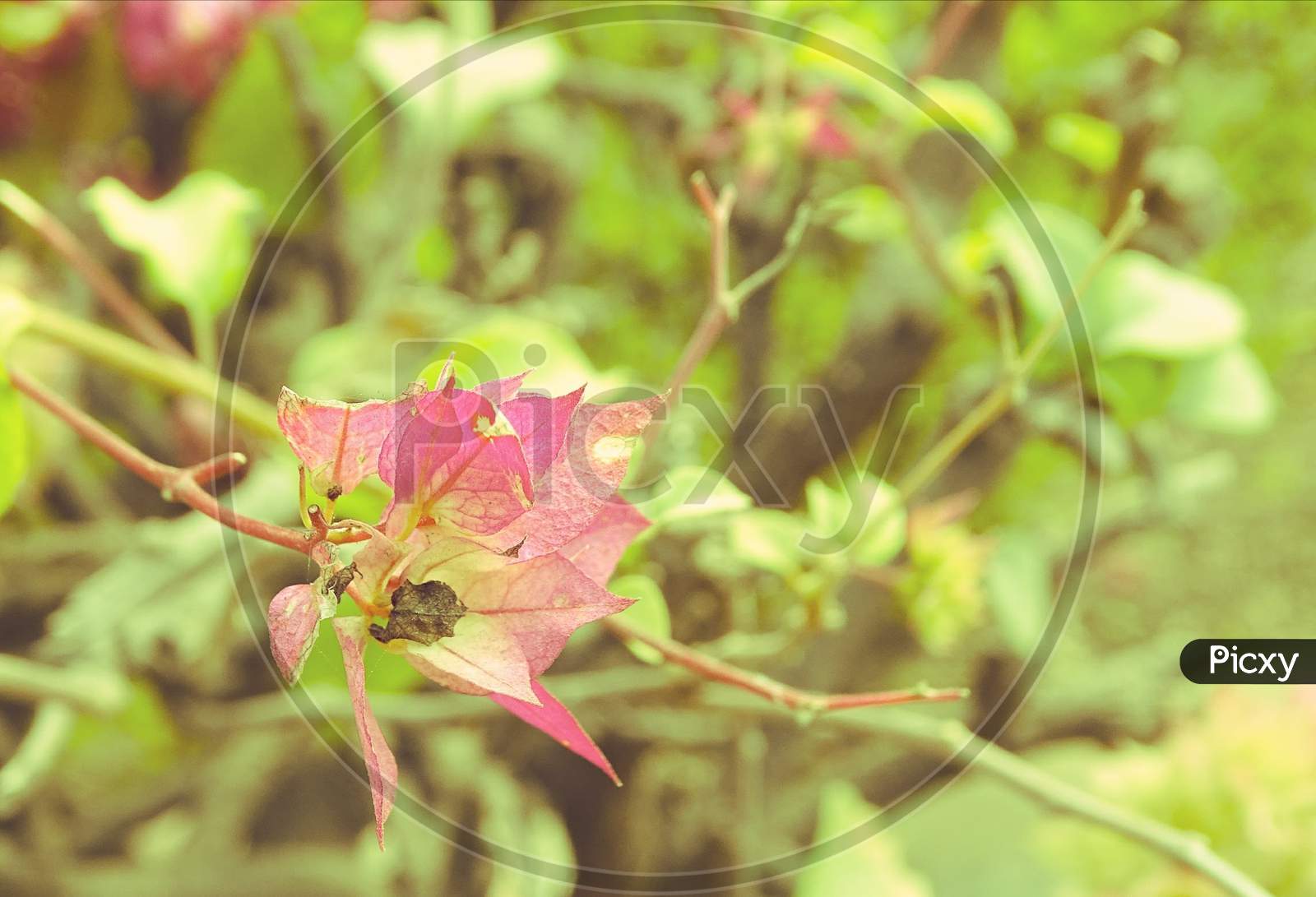 Beautiful pink flower in focus and background blur