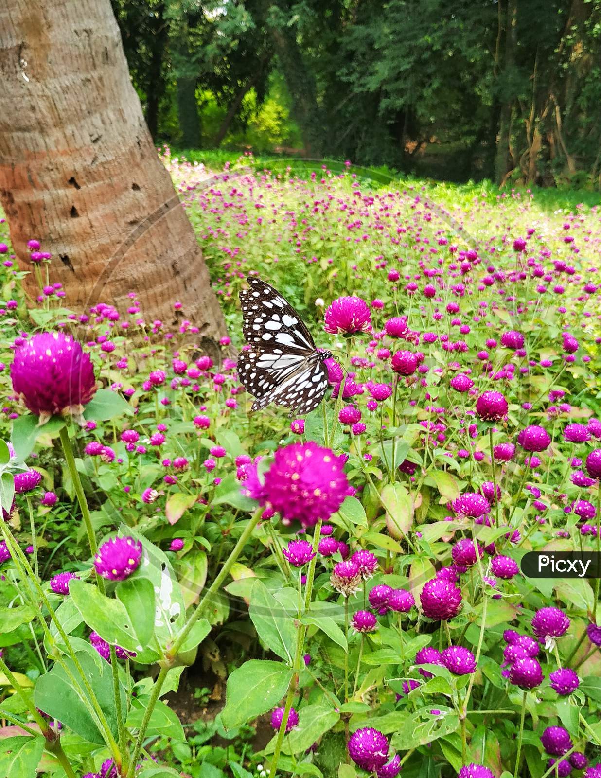 Butterfly in the flower garden