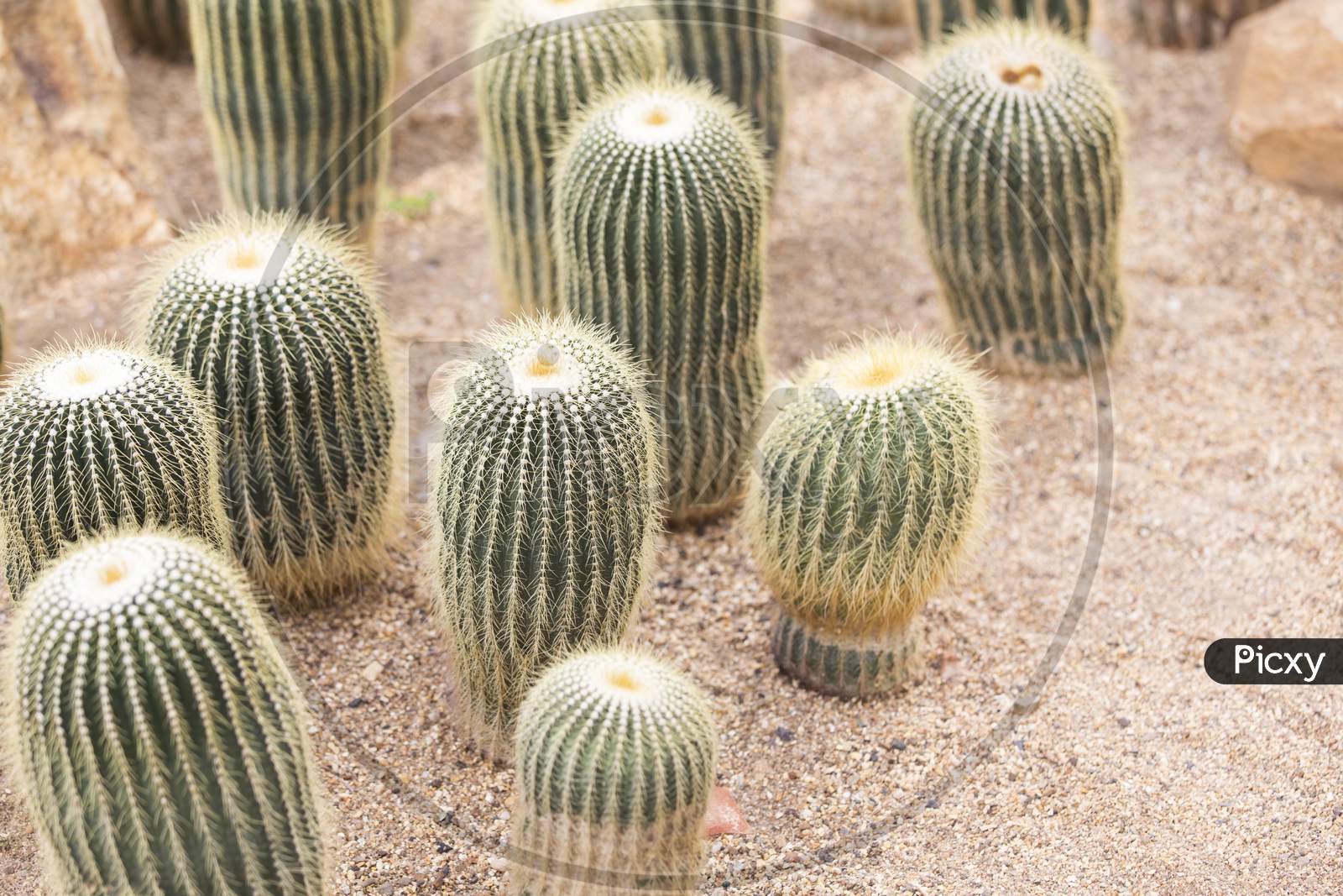 Cactus In Garden