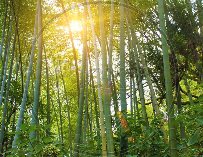 Bamboo Forest In The Sunlight