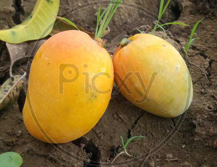 Juicy Mango's on the ground, fresh and natural mango fruit