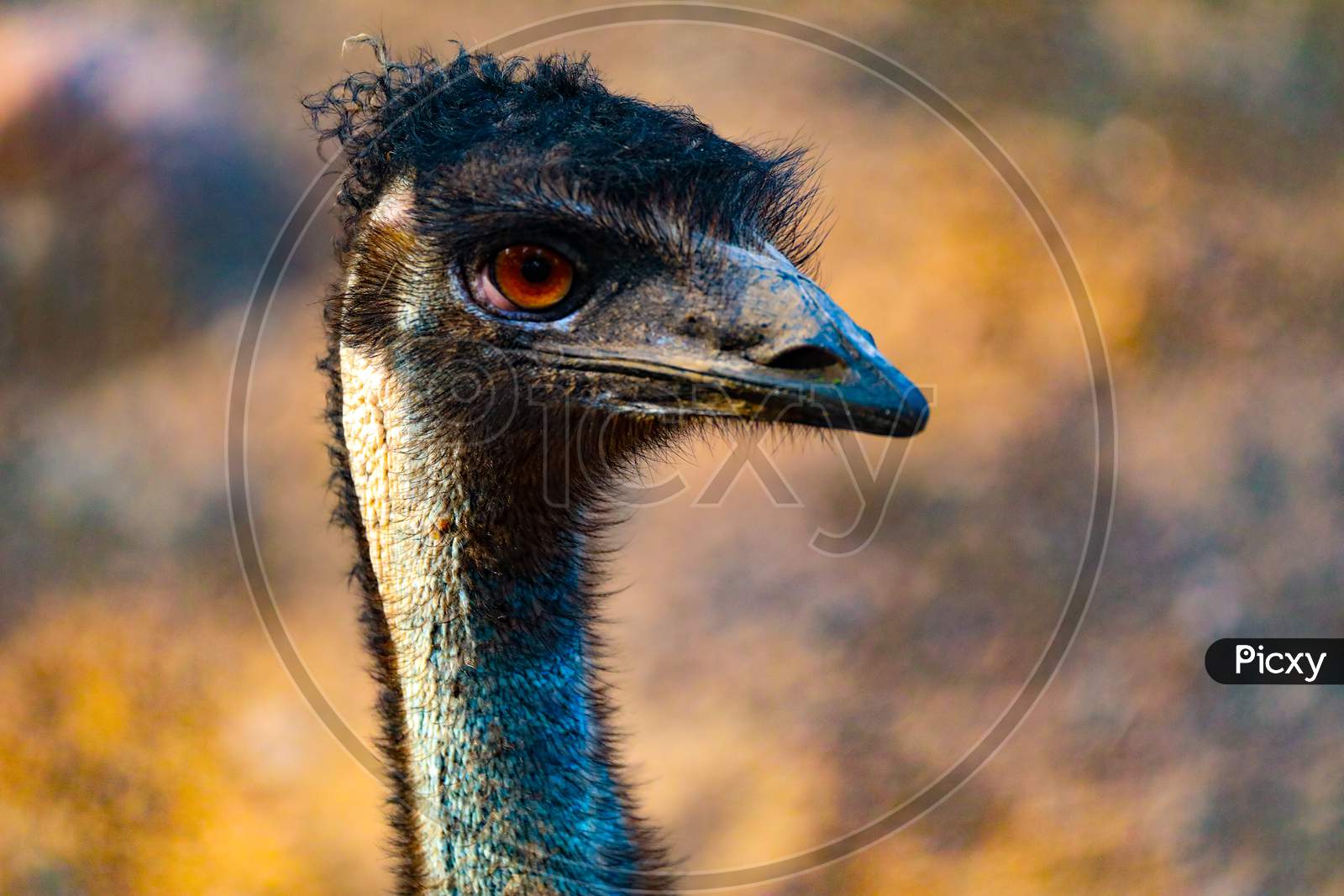 Emu bird close up