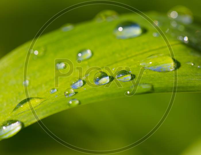 Close Up Of Water Droplets On Grass Leaf