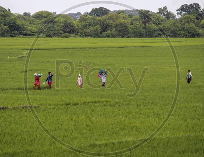 farmers returning from agriculture fields after work