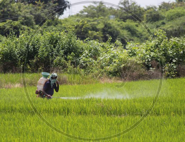 Farmer spraying pesticide spray on the paddy/rice crops