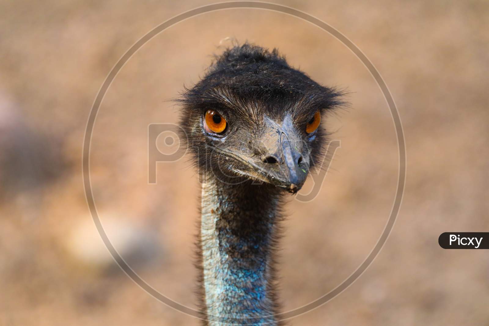Emu bird closeup