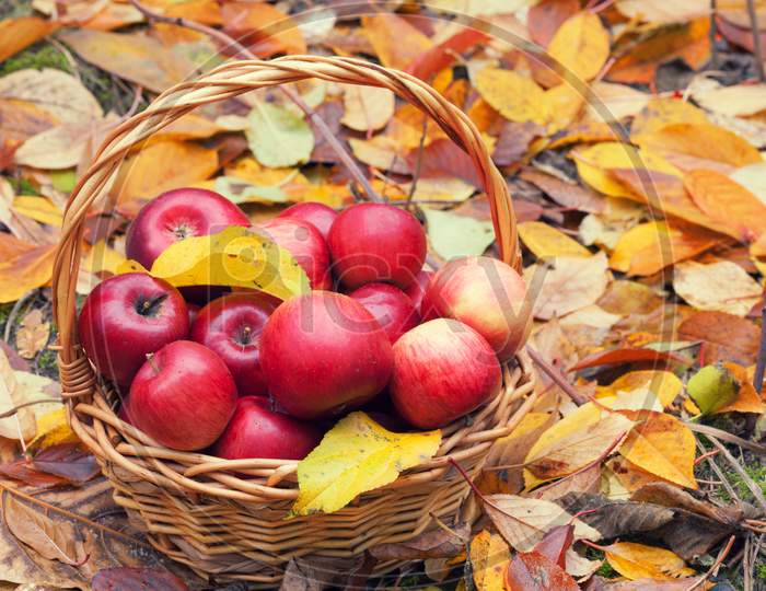 Basket With Apples On The Fallen Leaves