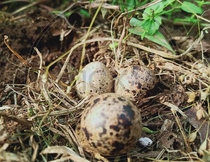 Bird egg 🥚