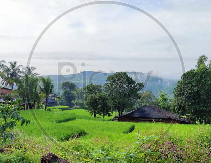 Rice plants landscape