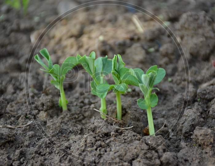 Bunch The Small Ripe Green Peas Plant Seedlings In The Garden.