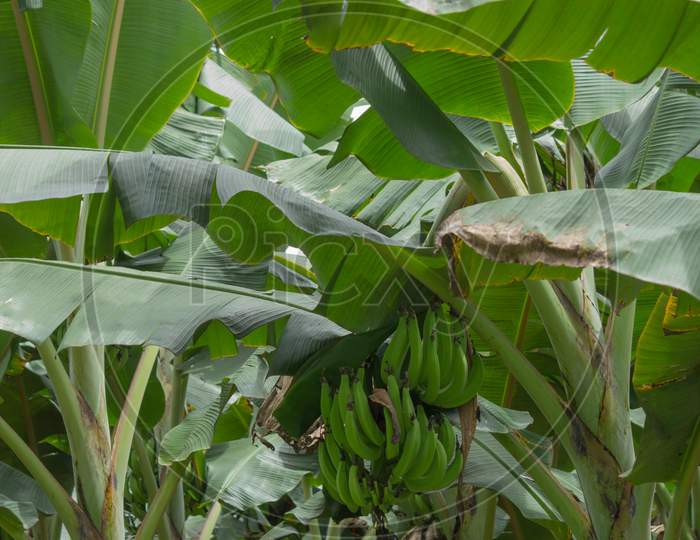 A Beautiful Close up Picture of  Fresh Banana fruits on a Plant grown at a  rural field near Mysuru in Karnataka/India.