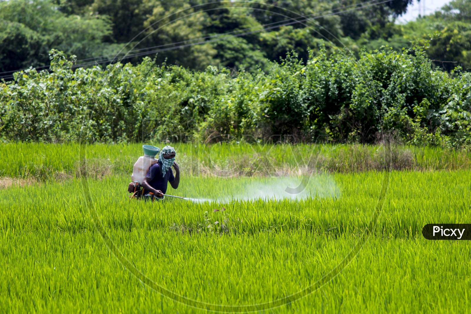 Farmer spraying pesticide spray on the paddy/rice crops