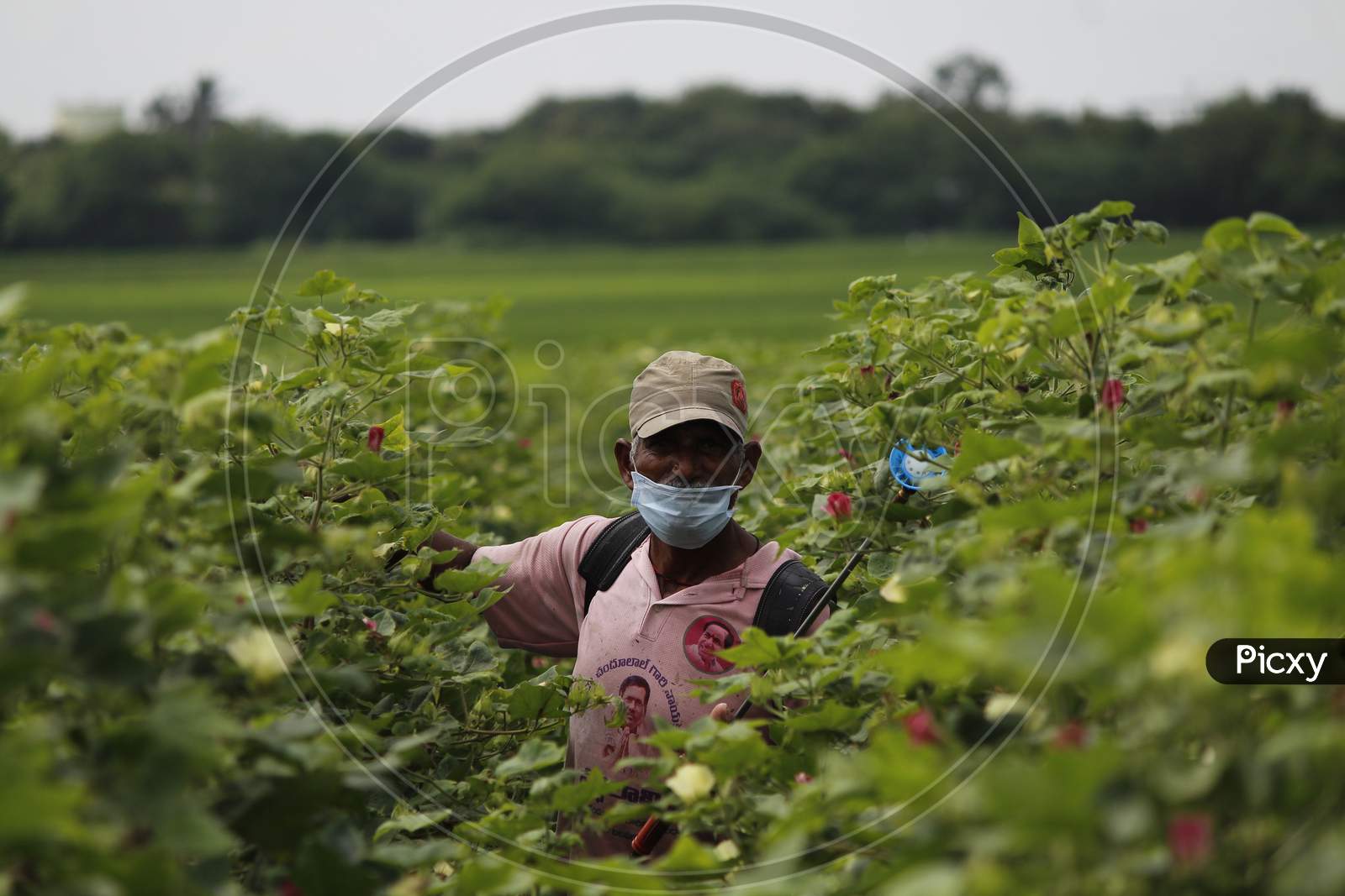 Farmer spraying pesticide spray on the cotton crops