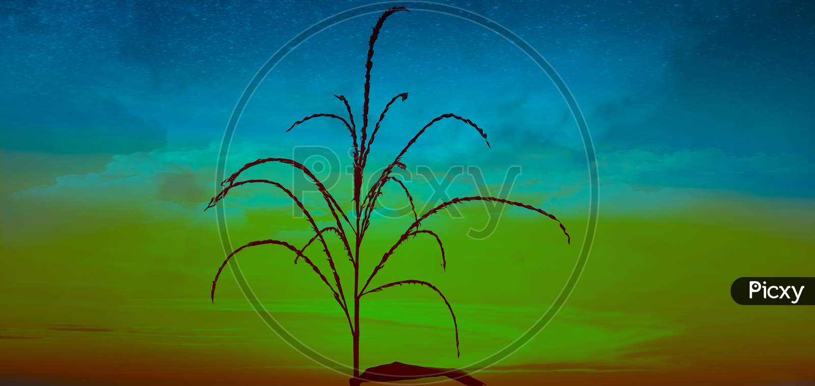Dry millet with colourful sky, really amazing wallpaper