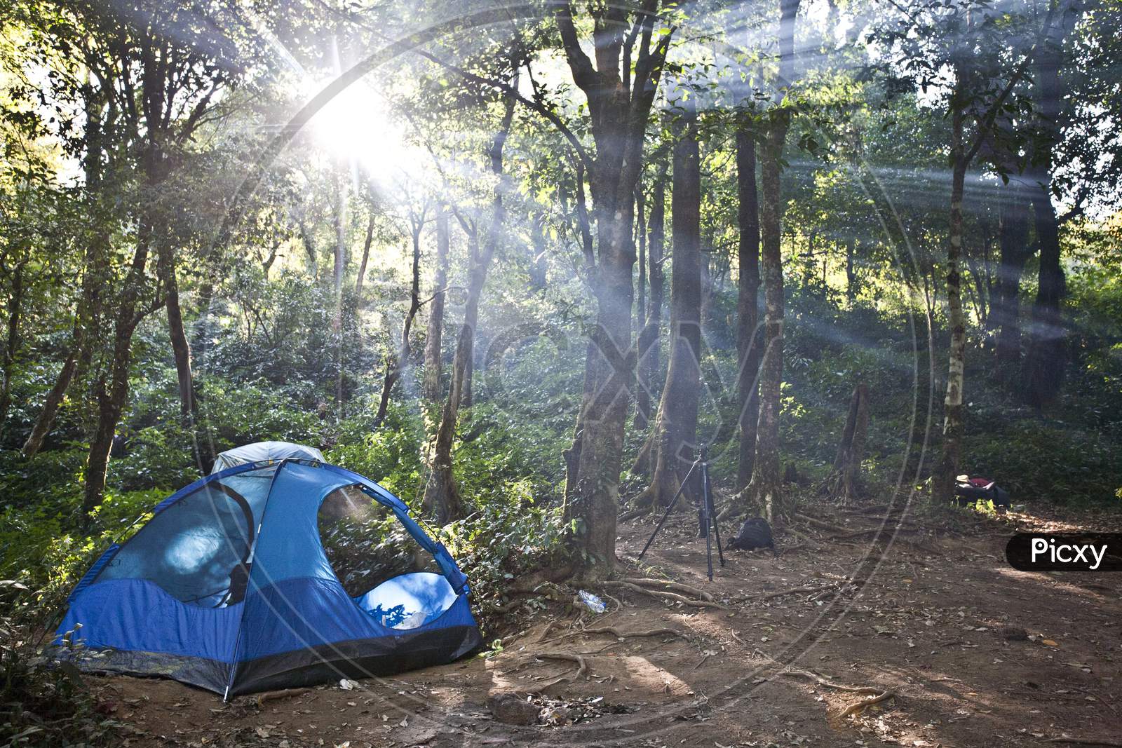 Camping Tents In Forest