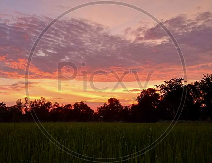 evening shots over the paddy field in india