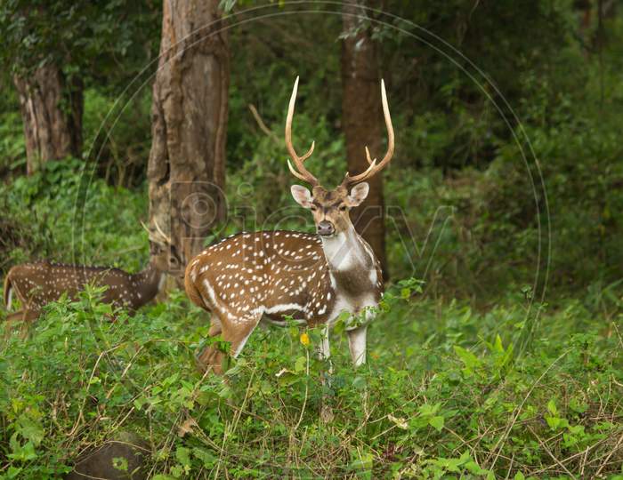 A Magnificent picture of a Horned Deer looking straight into the Camera at Midday deep inside the Kabini forests near Mysuru in Karnataka/India.
