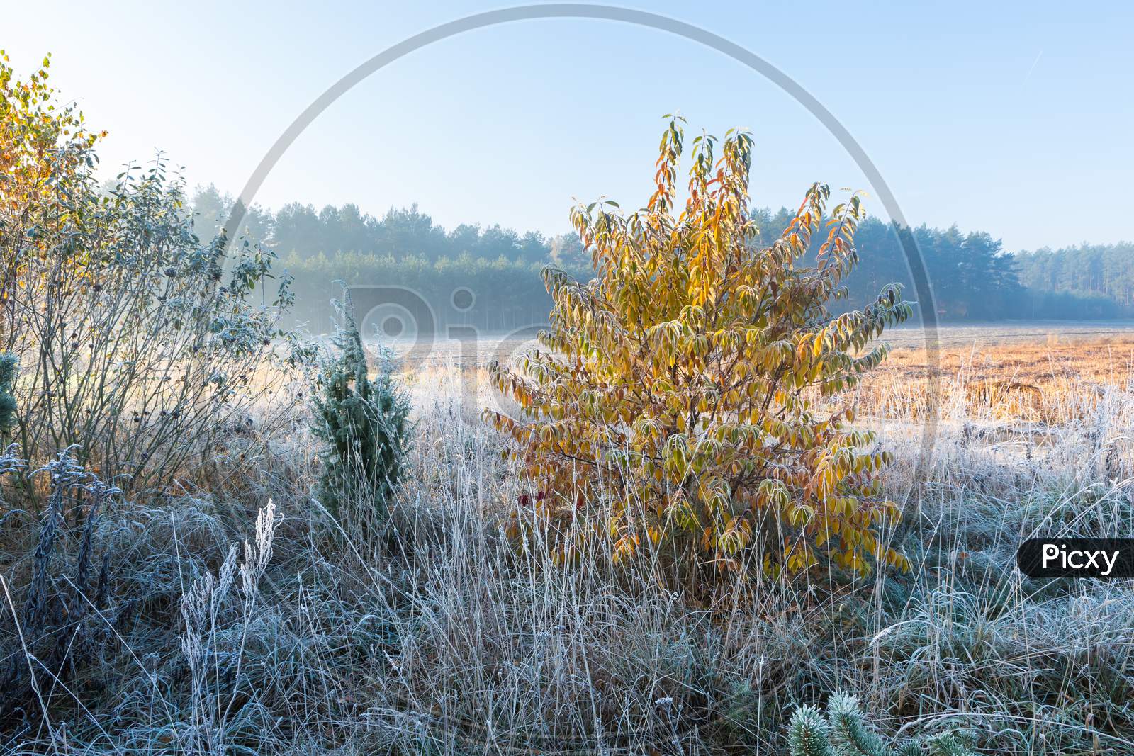 Beautiful Morning With Frost On Plants. Autumnal Landscape.
