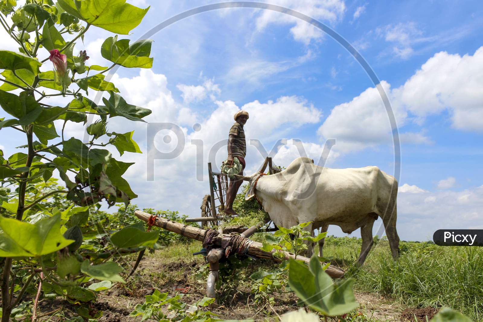 Farmer arranging grass for his cow on bullockcart