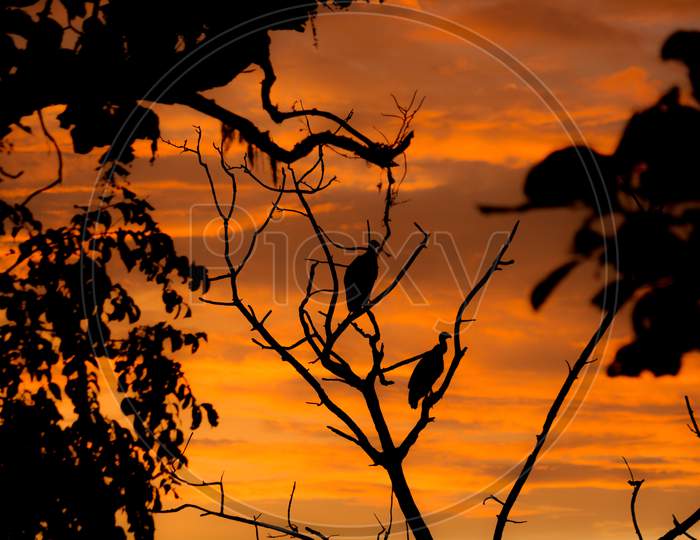 A Cute Silhouette Picture of Vultures resting on a Tree in the Evening Twilight against the Orange sky in Kabini Jungle near Mysuru in Karnataka/India.