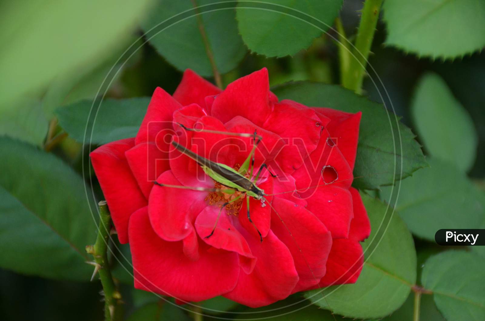 The Green Bug Insect On The Red Rose In The Garden.