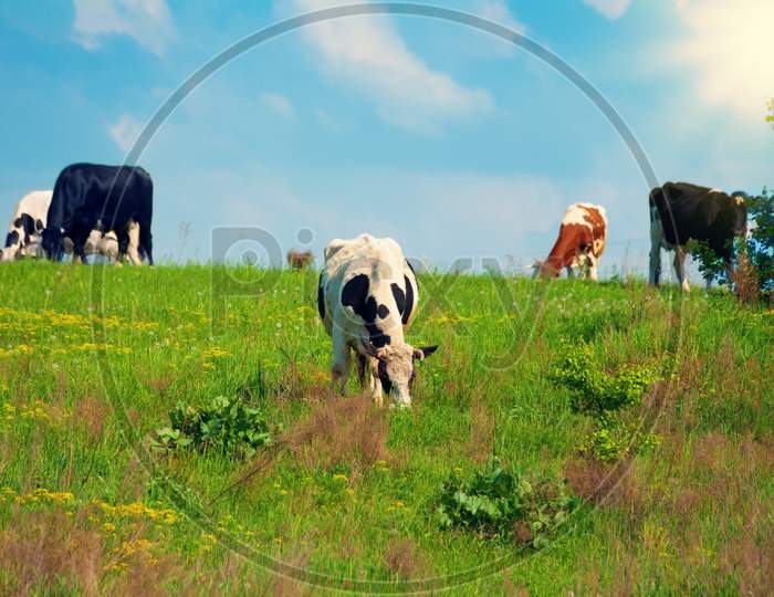 Cows Graze In The Meadow