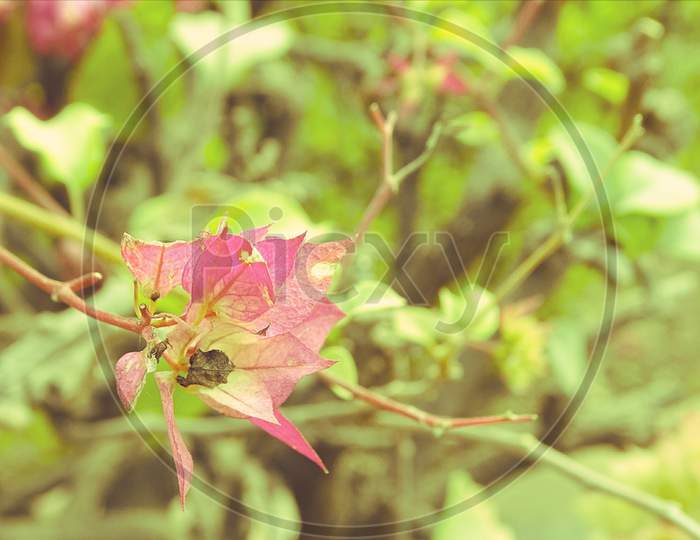 Beautiful pink flower in focus and background blur