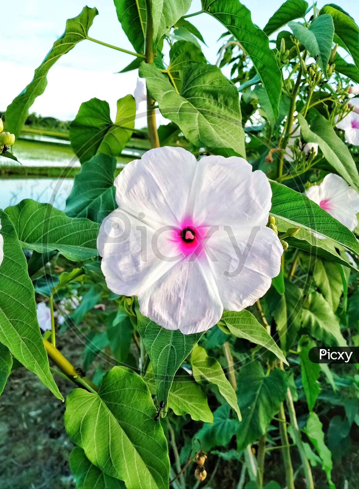 Beautiful white village flower, Sundarban Nature