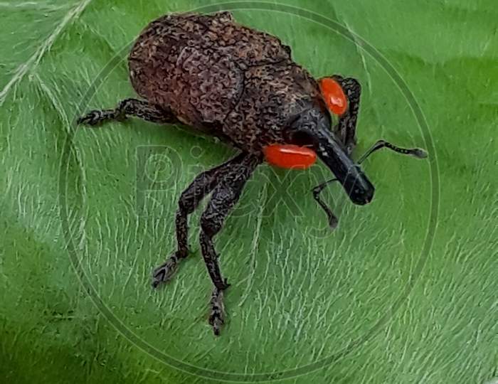Closeup of rare big red eye weevil